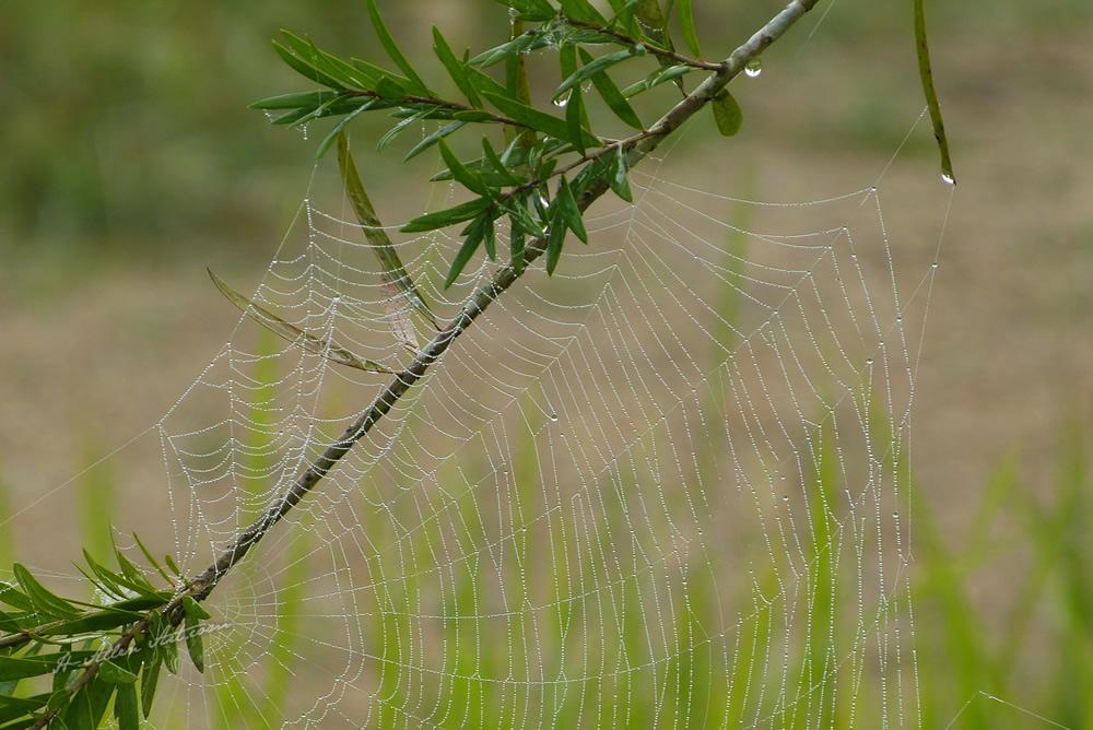 Morning Dew III, Barahi Jungle Lodge, Bharatpur, Nepal Morning Dew III, Barahi Jungle Lodge, Bharatpur, Nepal